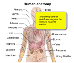 body chart organs